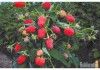 Фото Саженцы малины, смородины, жимолости
