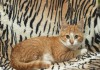 Фото Очаровательный кот Рыжик ищет дом
