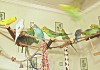 Фото Волнистые попугаи(самки)