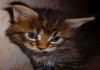 Фото Продаются чистокровные котята мейн-кун