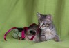 Фото Котенок Кася в поисках дома