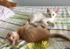 Фото Замечательные котята в дар!
