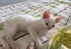Фото Замечательные котята в дар!