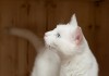 Белоснежный кот Афин в поисках дома