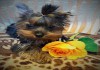 Фото Чистопородные щенки Йоркширского терьера бэби фейс