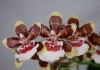 Фото Орхидея Камбрия Колманара Тропик Джангл
