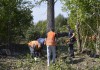 Фото Вырубка дерева любого объема