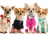 Фото Одежда для собак от URBAN DOGS.