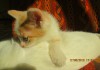 Фото Продам милых рыже-белых котят