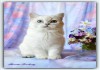 Фото Британские коты-компаньоны окраса шиншиллы