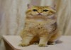 Фото Британские коты-компаньоны окраса шиншиллы