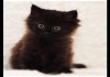 Фото Котенок Том ищет хозяев