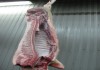 Фото Продаем мясо свинины