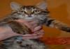 Фото Шикарнейший котенок Матвей в дар!