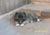 Фото Элитные щенки Кавказской овчарки