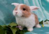 Фото Декоративный кролик, лучший подарок вашему ребёнку