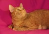 Фото Ярко Рыжий кот в поисках дома