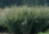Фото Сортовые семена декоративной травы сортов Стриктум, Warrior, Kavaliauskas, Ребраун, Heiliger Hain