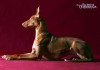 Фото Фараонова собака (щенки)/For Sale pharaoh hound