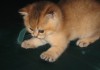 Фото Британские котята золотого окраса