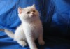 Фото Британские котята золотого окраса