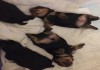 Фото Элитные щенки йоркширского терьера