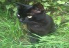 Черный кот-потеряшка ищет хозяев