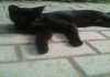 Фото Черный кот-потеряшка ищет хозяев