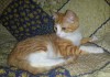 Фото Рыжий котенок ищет хозяев