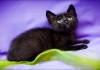 Черный котенок Баги в поисках дома