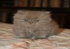 Фото Британские короткошерстные и длинношерстные (хайлендер) котята ждут своих хозяев.