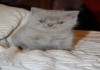 Фото Британские короткошерстные и длинношерстные (хайлендер) котята ждут своих хозяев.