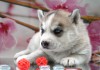 Продажа породистых щенков Сибирских хаски из Хаски клуба