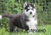 Фото Продажа породистых щенков Сибирских хаски из Хаски клуба