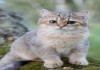Фото Британские котята, золотая шиншилла