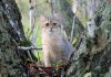 Фото Британские котята, золотая шиншилла