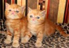 Фото Экзотические котята красный мрамор