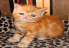 Фото Экзотические котята красный мрамор