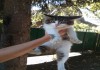 Фото Пушистый котенок Макс в добрые руки