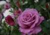 Саженцы роз из своего сада