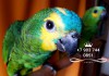 Синелобый амазон (Amazona aestiva aestiva) - ручные птенцы из питомника