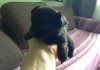 Фото Продаются щенки чихуахуа, самые маленькие в мире собачки