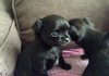 Фото Продаются щенки чихуахуа, самые маленькие в мире собачки