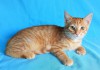 Фото Отдам рыжего котенка