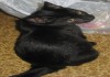 Фото Черного котенка в дар