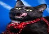 Черная Кошка Клякса ищет дом