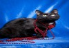 Фото Черная Кошка Клякса ищет дом