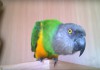 Фото Сенегальский попугай