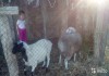 Фото Продам двух овец-сестер не на убой