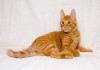 Фото Отдам чудесного рыжего котенка